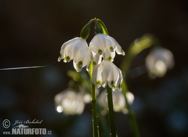 Frühlings-Knotenblume