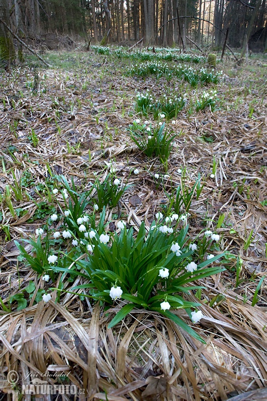 Frühlings-Knotenblume