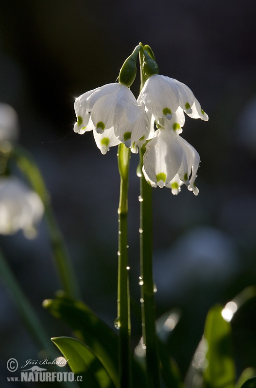 Frühlings-Knotenblume