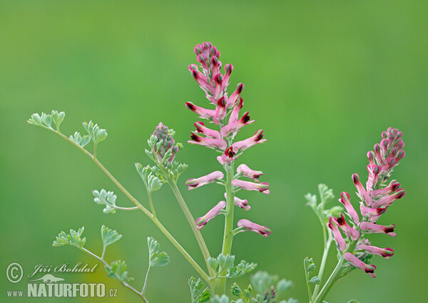 Fumaria officinalis