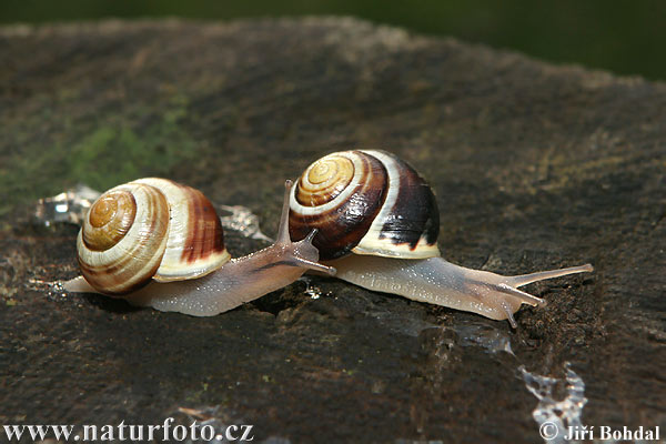 Garten-Bänderschnecke