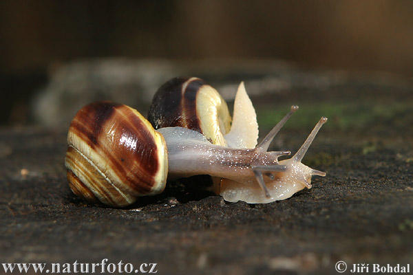 Garten-Bänderschnecke