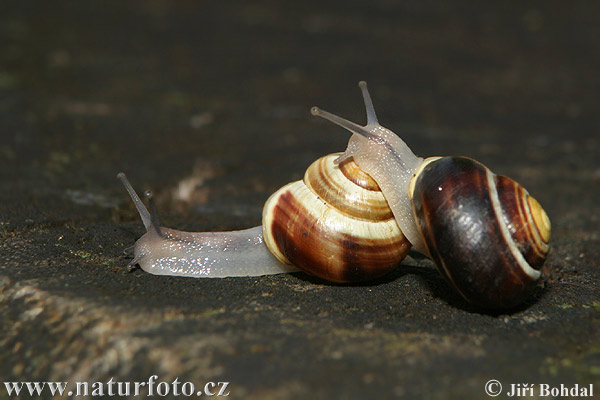 Garten-Bänderschnecke