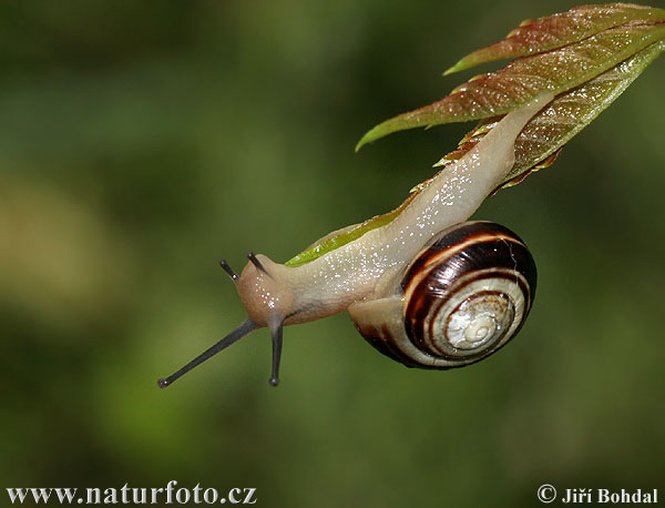 Garten-Bänderschnecke