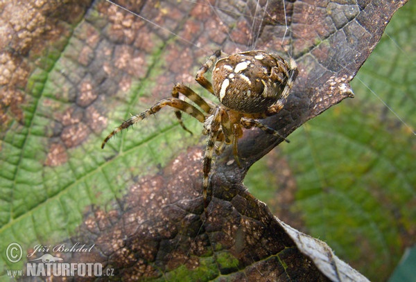 Gartenkreuzspinne