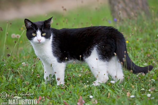 Gato doméstico