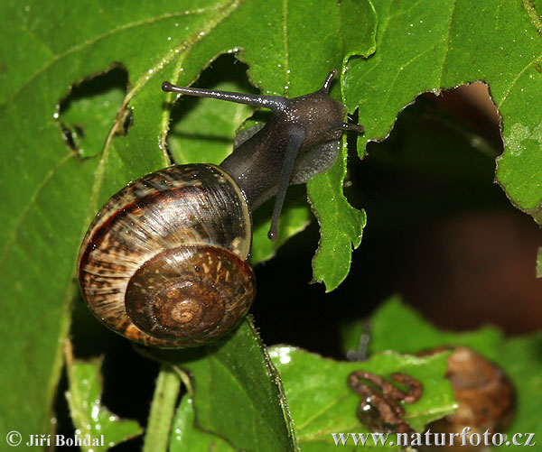 Gefleckte Schnirkelschnecke