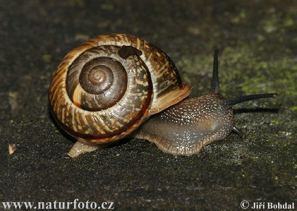 Gefleckte Schnirkelschnecke