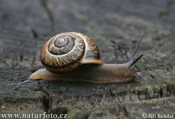 Gefleckte Schnirkelschnecke