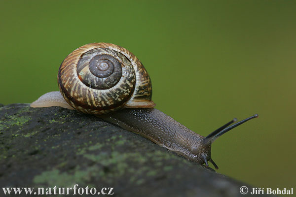 Gefleckte Schnirkelschnecke