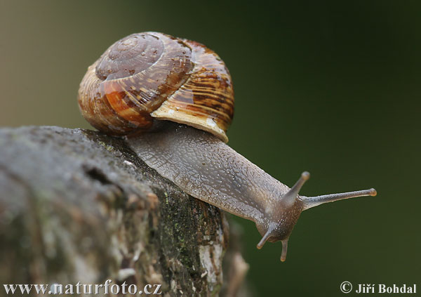 Gefleckte Schnirkelschnecke