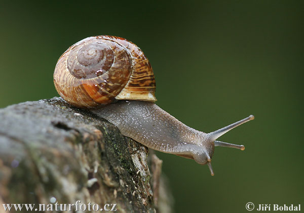 Gefleckte Schnirkelschnecke