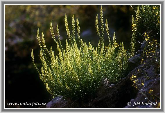 Gelbe Resede - Gelbe Reseda - Gelber Wau - Wilde Resede