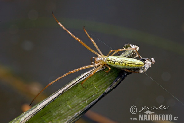 Gemeine Streckerspinne