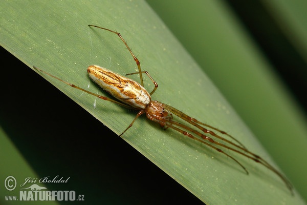 Gemeine Streckerspinne