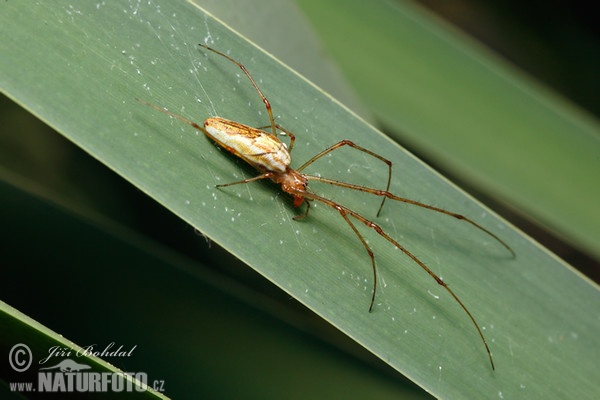 Gemeine Streckerspinne