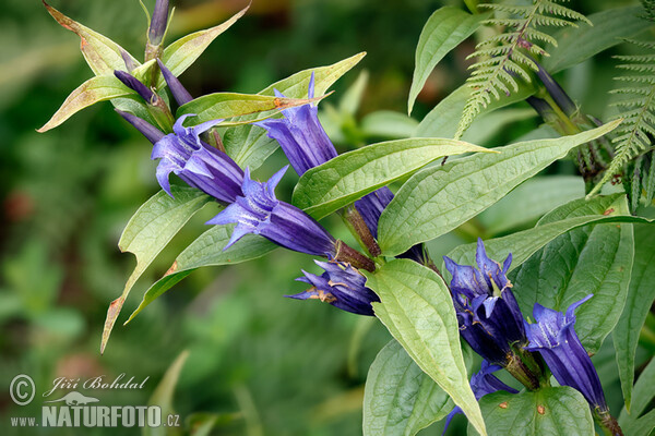 Gentiana asclepiadea