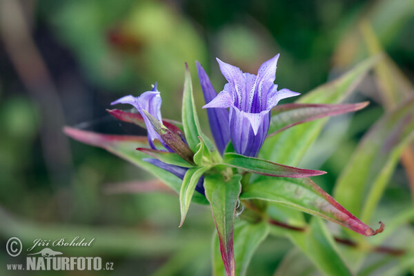 Gentiana asclepiadea