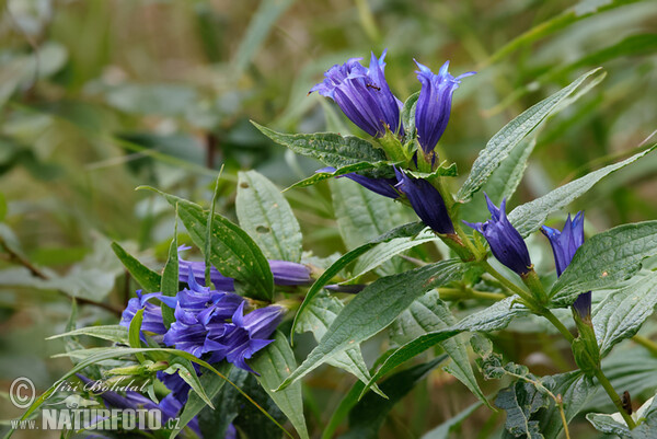 Gentiana asclepiadea