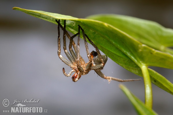 Gerandete Jagdspinne