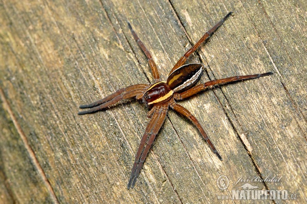 Gerandete Jagdspinne