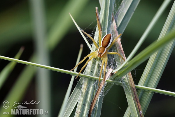 Gerandete Jagdspinne