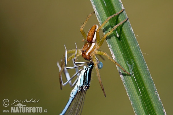 Gerandete Jagdspinne