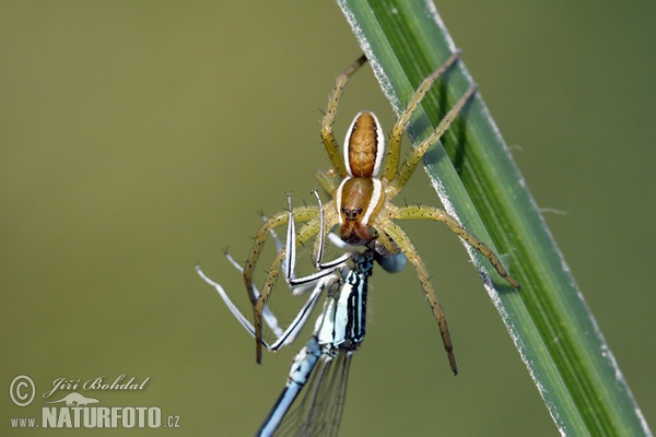 Gerandete Jagdspinne