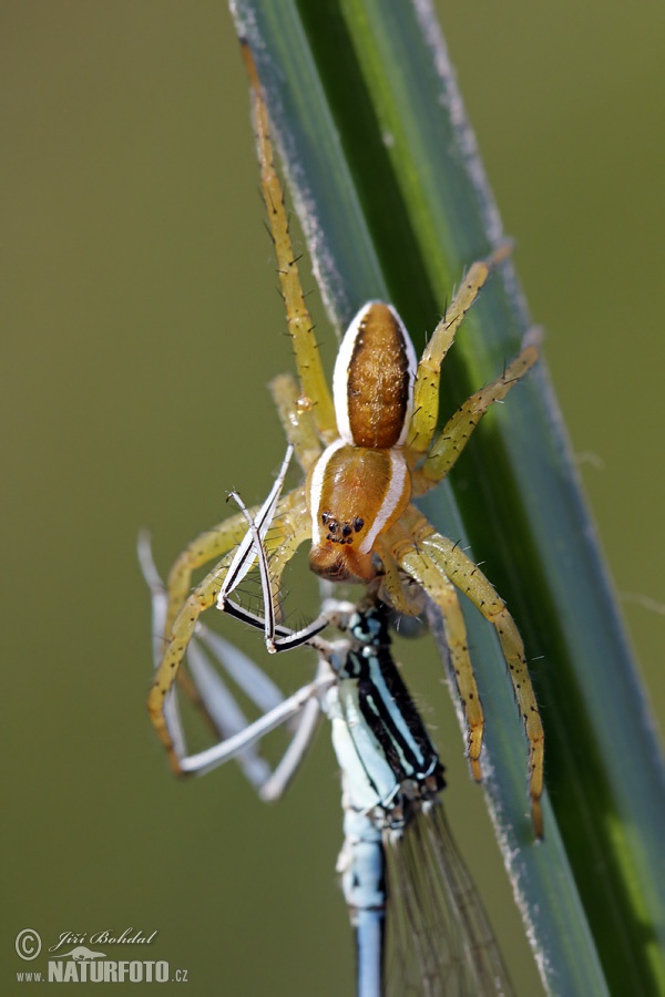 Gerandete Jagdspinne