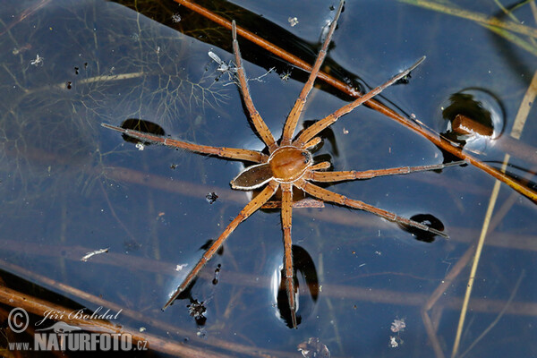 Gerandete Jagdspinne