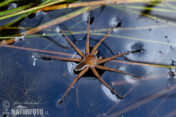 Gerandete Jagdspinne