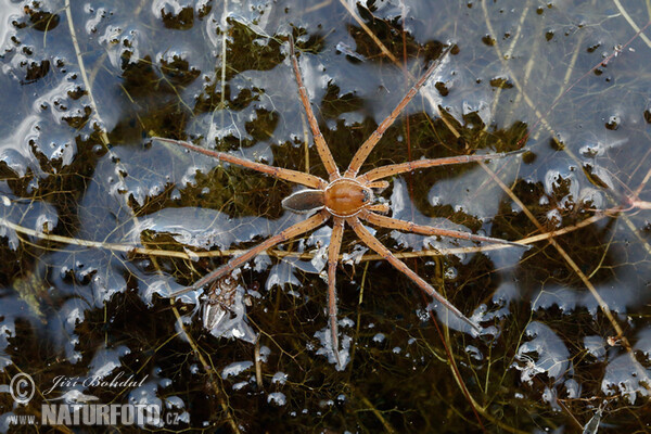 Gerandete Jagdspinne