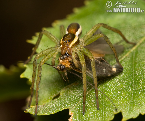 Gerandete Jagdspinne