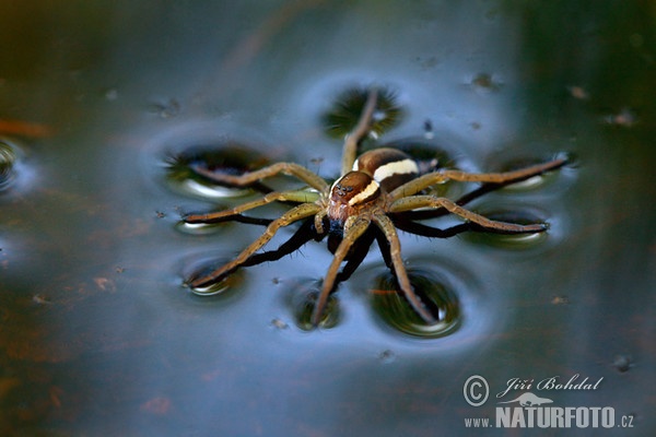 Gerandete Jagdspinne