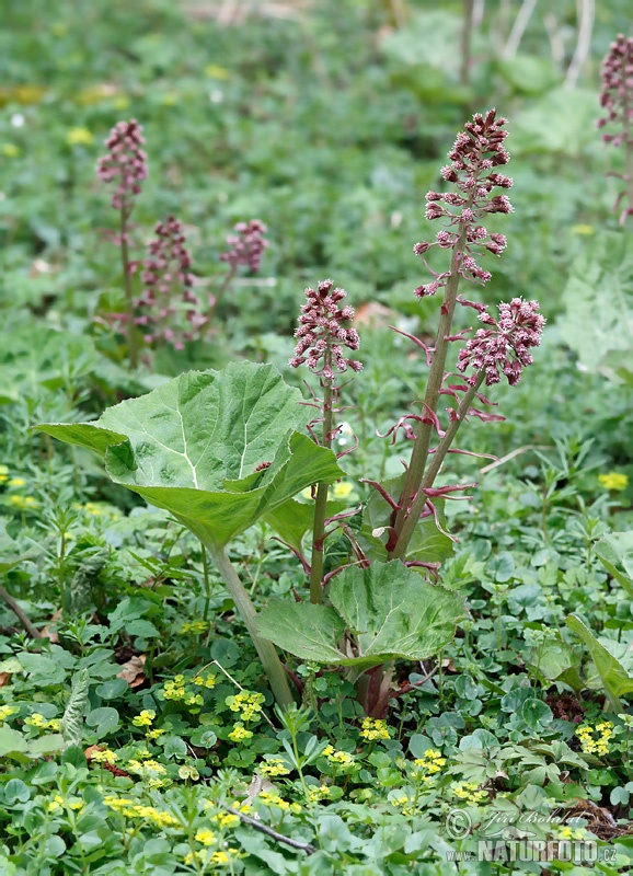 Gewöhnliche Pestwurz