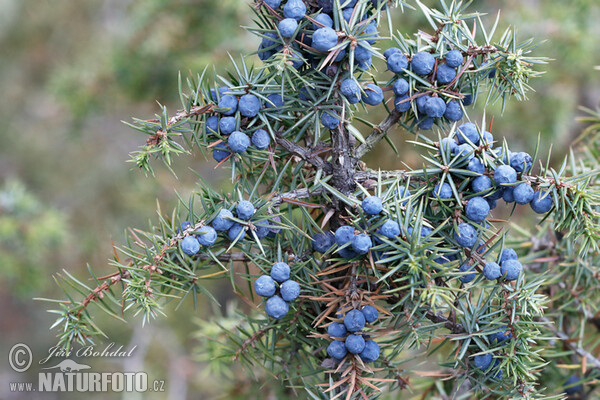 Ginebre comú