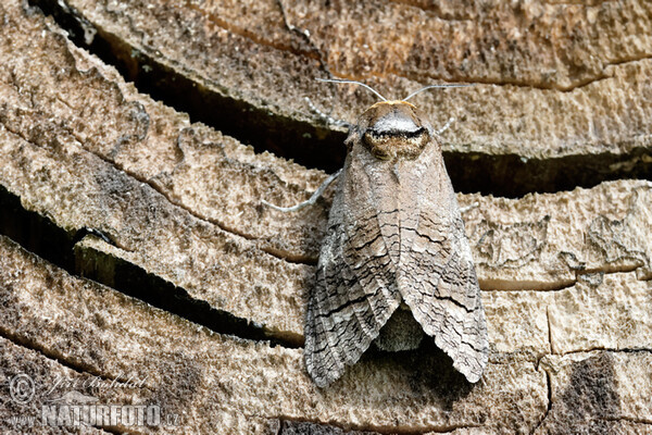 Goat Moth (Cossus cossus)