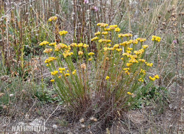 Gold-Aster - Goldhaaraster