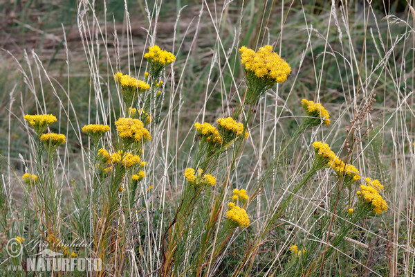 Gold-Aster - Goldhaaraster