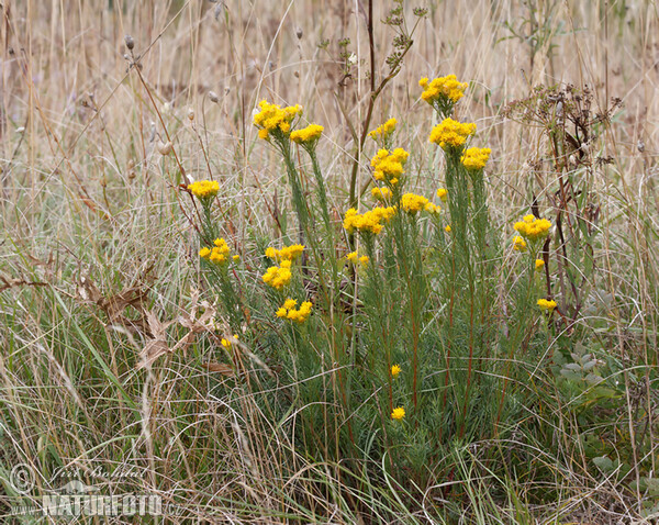 Gold-Aster - Goldhaaraster