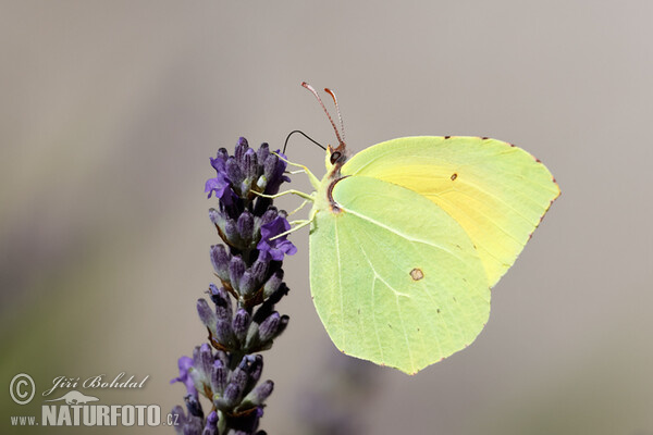 Gonepteryx cleopatra