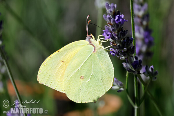 Gonepteryx cleopatra