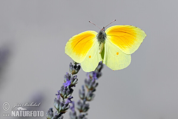 Gonepteryx cleopatra