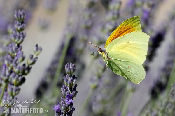 Gonepteryx cleopatra