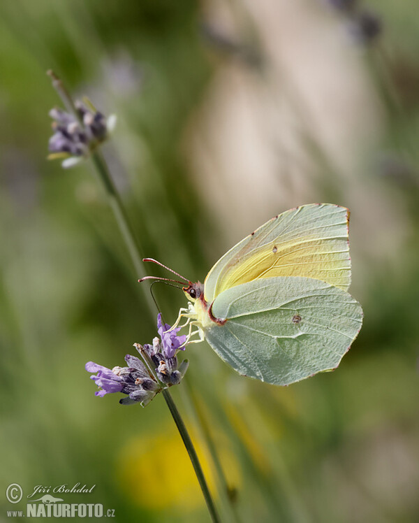 Gonepteryx cleopatra