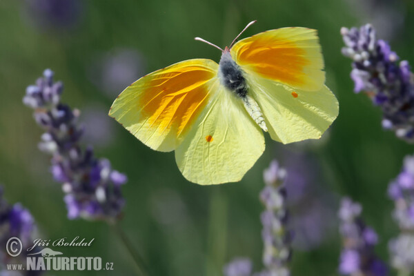 Gonepteryx cleopatra