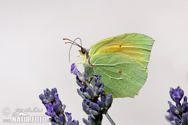 Gonepteryx cleopatra