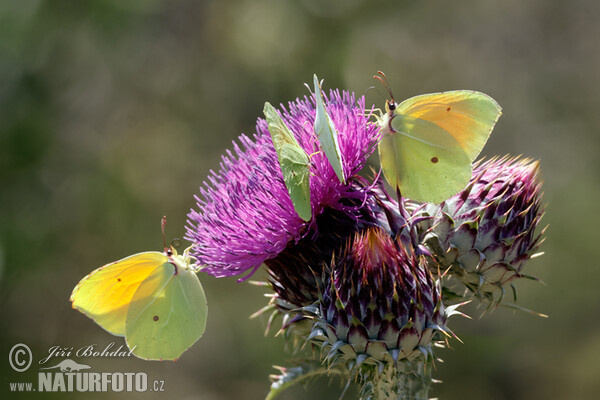 Gonepteryx cleopatra