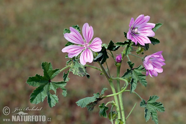 Grande mauve