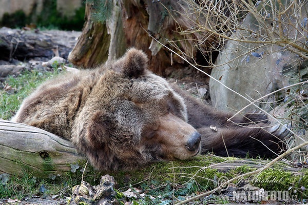 Grizzlybär